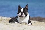 BOSTON TERRIER 326